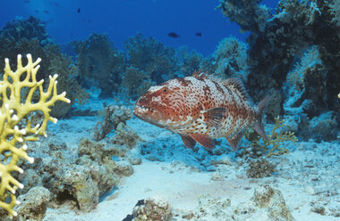 Blaubarbener Papageienfisch, Scarus ghobban - GNF00633