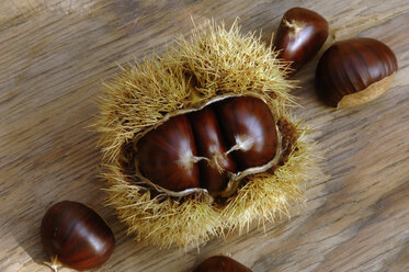 Chestnuts (Castanea) in their prickly shells - ASF01702