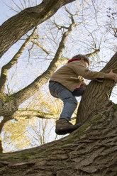 Boy (6-7) climbing tree, low angle view - MSF01781