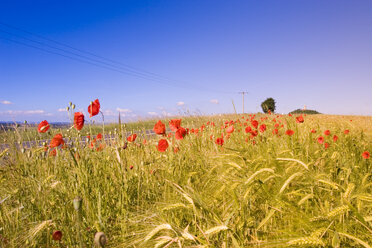 Deutschland, Thüringen, Mohn im Feld - MSF01744