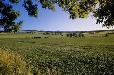 Germany, Thuringia, Fields in Marksuhl - MSF01685