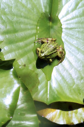 Tree frog - 09498CS-U