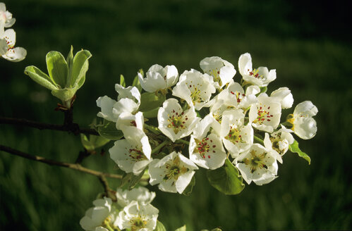 Birnenblüte - SHF00078