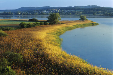 Schilfgürtel, Radolfzell, Deutschland - SHF00075