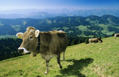 Cattle on alp - SHF00057