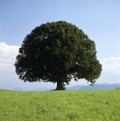 Baum im Feld - MB00187