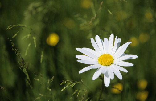 Marguerite - GSF00530