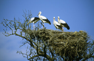 Störche im Nest - GNF00630