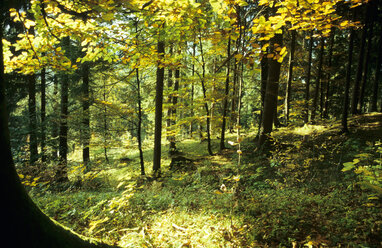 Deutschland, Wald im Herbst - GNF00695