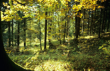 Germany, forest in autumn - GNF00695