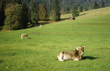 Cattle out at feed, alpine uplands Germany - GNF00694