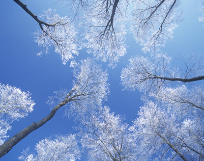 Snow covered treetops - MOF00078
