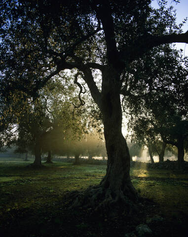 Italien, Olivenbaum am Morgen, lizenzfreies Stockfoto