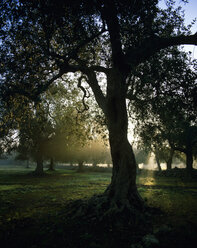Italien, Olivenbaum am Morgen - MOF00076