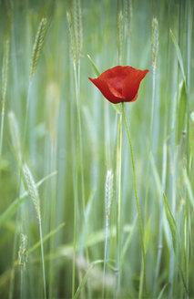 Poppy in field - MOF00072