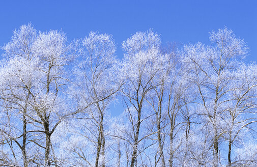 Bäume im Winter - MOF00069
