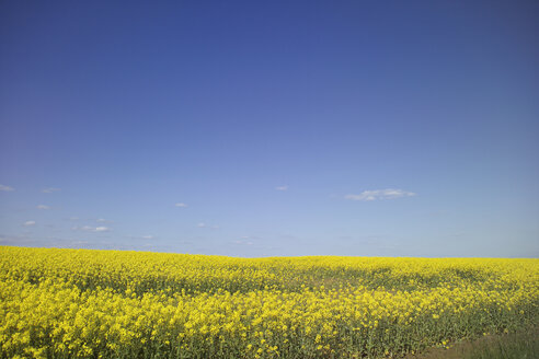 Rape field - 02920CS-U