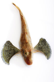 Fresh fish, gurnard - 02895CS-U