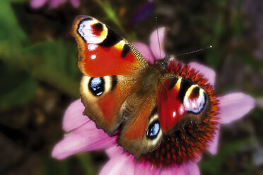 Schmetterling, Tagpfauenauge, Inachis io, Nahaufnahme - 02871CS-U