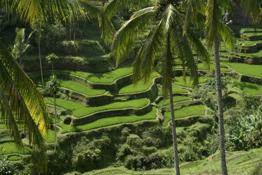 Indonesia, Bali, rice fields - RM00113