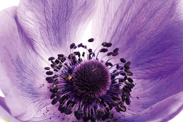 Buschwindröschen, Anemone coronaria - 03207CS-U