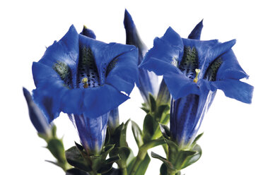 Blaue Enzianblüte (Gentiana sp) Nahaufnahme - 03205CS-U