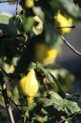 Pears on tree - CHKF00136