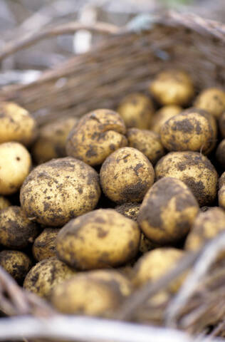 Kartoffeln im Korb, Nahaufnahme, lizenzfreies Stockfoto