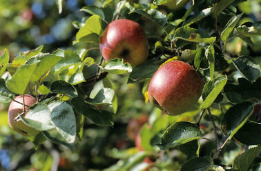 Apfelbäume auf einer Wiese - CHKF00131