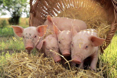 Schweine mit Korb auf dem Feld - CHKF00126