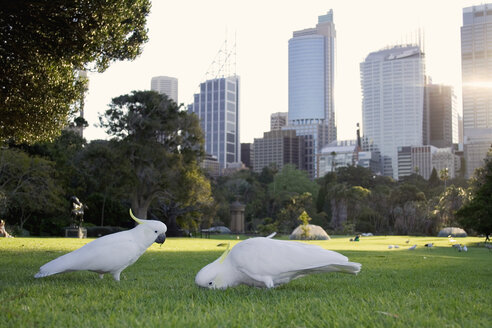 Skyscrapers against skyline with cockatoo in foreground - KM00056