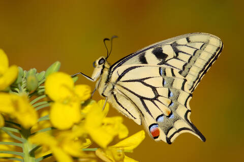Swallowtail butterfly sitting on flower stock photo
