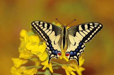 Swallowtail butterfly sitting on flower - EKF00609