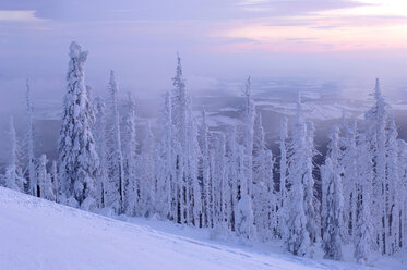 Bayerischer Wald, schneebedeckte Bäume - EK00596