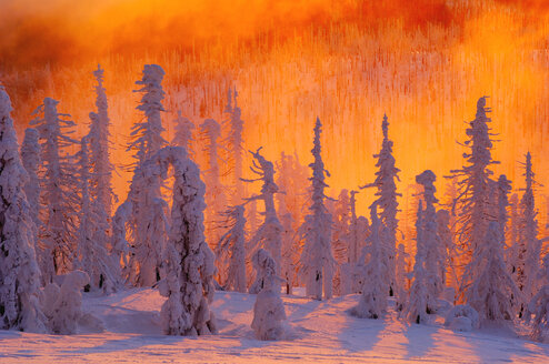 Germany, Bavarian Forest, snow-covered trees - EK00595