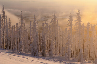 Deutschland, Bayerischer Wald, schneebedeckte Bäume - EK00594