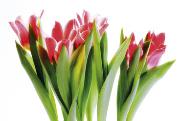 Bunch of tulips, close-up - 03275CS-U