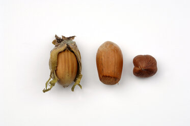 Three hazel nuts - ASF02099