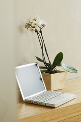 Orchid plant and laptop on table - BMF00250