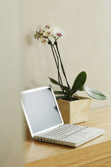 Orchideenpflanze und Laptop auf dem Tisch - BMF00250