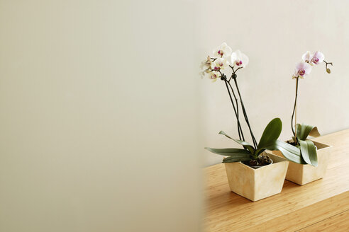 Zwei getopfte Orchideen vor einer Wand auf einem Regal - BMF00246