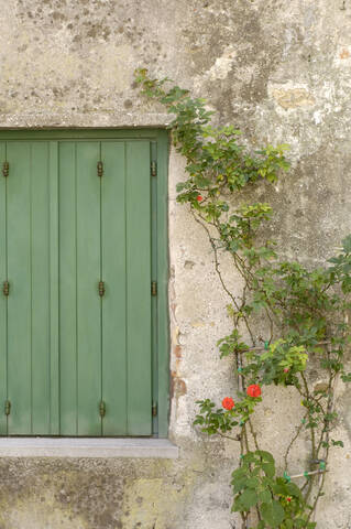 Grünes Rollladenfenster mit Rankenrose, lizenzfreies Stockfoto