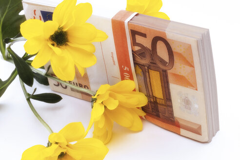 Euro-Banknote und gelbe Blume, Nahaufnahme - 03411CS-U