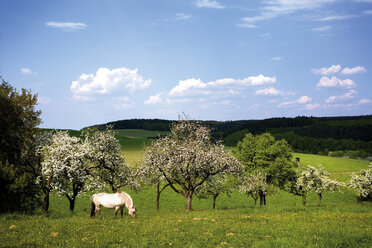 Weidende Pferde auf einem Obstfeld - 03409CS-U