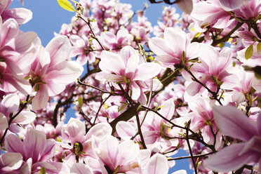 Magnolia flowers - 03395CS-U