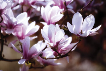 Magnolienblüten, Nahaufnahme - 03391CS-U