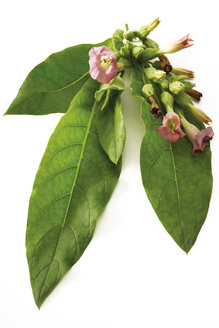 Blühende Tabakpflanze, Nahaufnahme - 03378CS-U