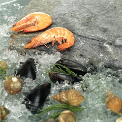 Muscheln und Garnelen auf zerstoßenem Eis, Nahaufnahme - WESTF00755