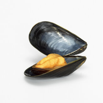 Mussel opend, close-up - WESTF00752