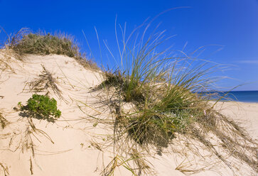 Portugal, Algarve, Sanddüne mit Gras - MSF01940